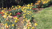 Brackenwood Gardens Spring Tulips Brackenwood Gardens Spring Tulips